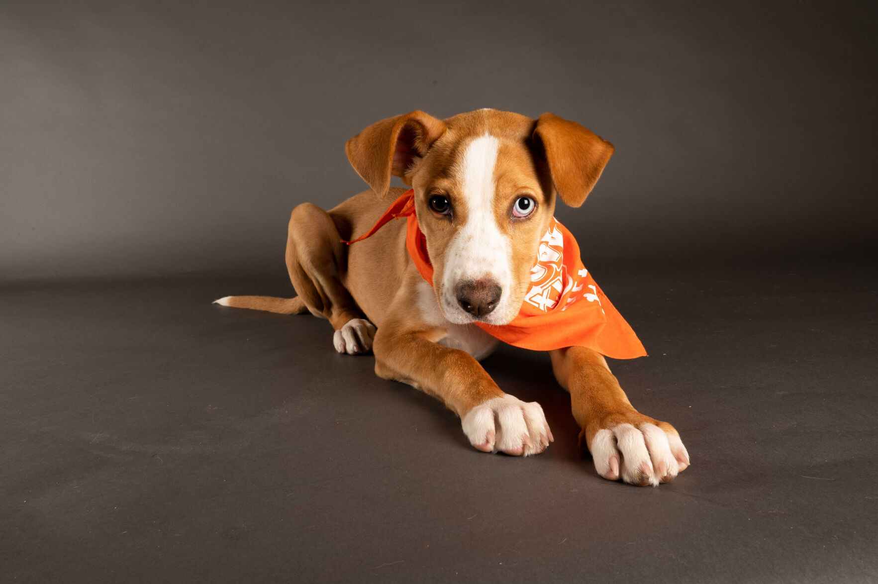 PUPPY BOWL XVII